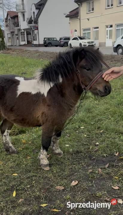 Sprzedam kuca szetlandzkiego Czerniewice