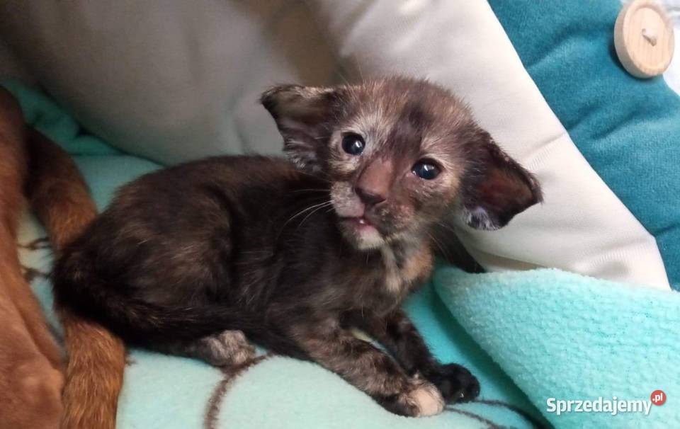 Kocięta orientalne rodowód FPL Bydgoszcz