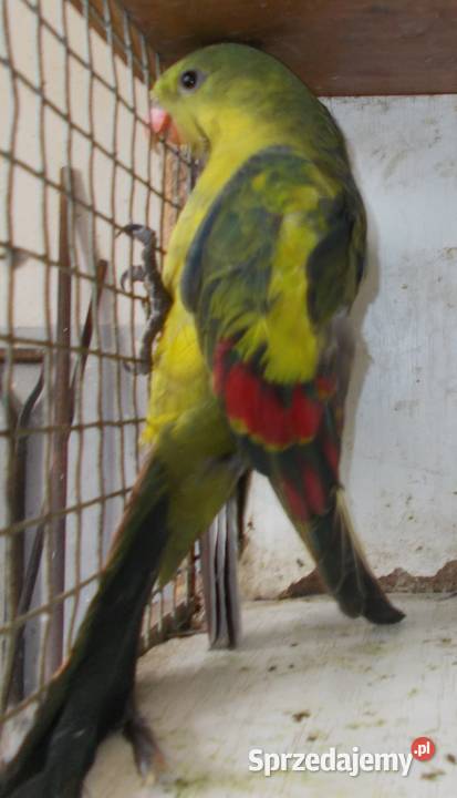 papuga góskaberg Kościan sprzedam