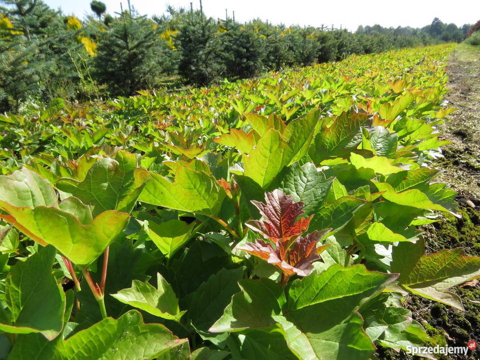 Kalina koralowa miododajna kwitnąca Miododajny Rośliny Wisznice