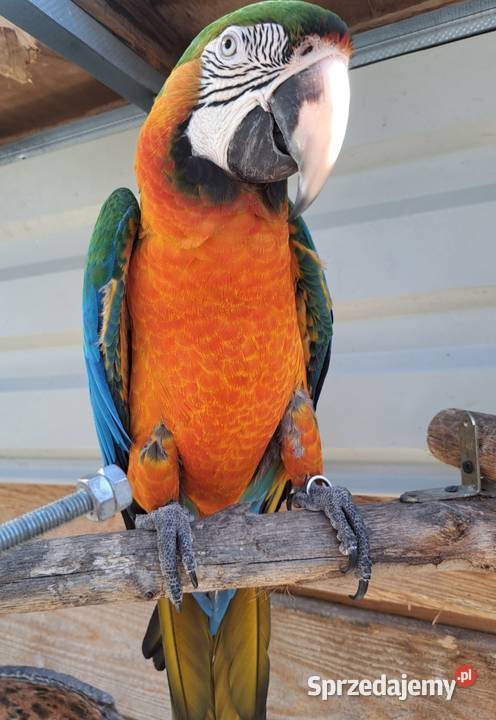 Harlequin x Macao dorosła para