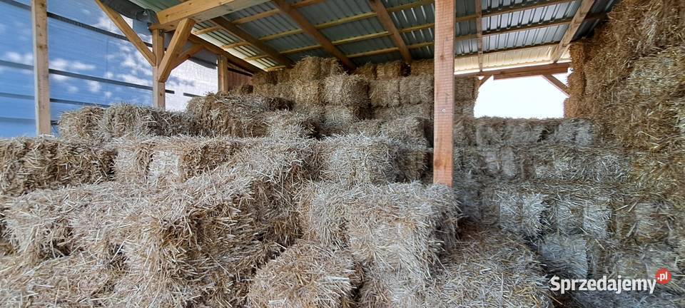 Sloma owsiana i zytnia pomorskie Łapino Kartuskie