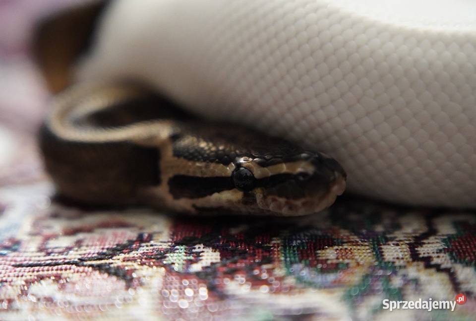 Wąż Pyton królewski Piebald Pied SMILE cb21 Gdańsk