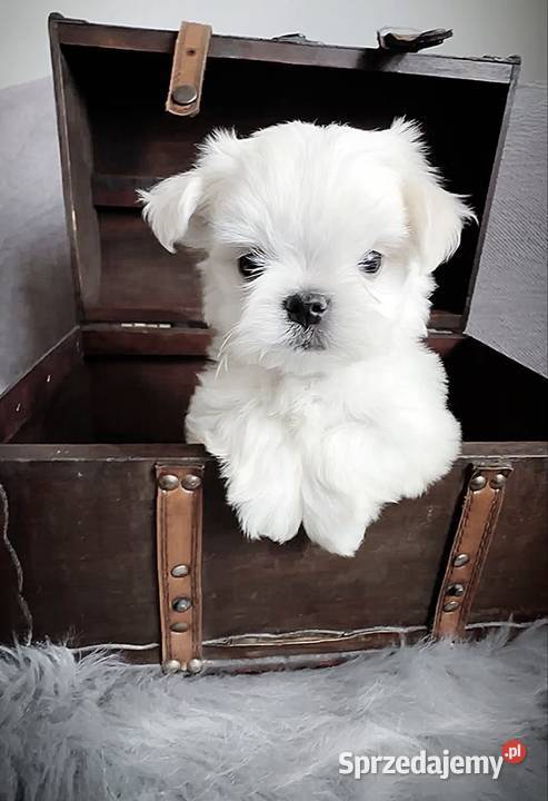 Maltańczyk suczka FCI Warszawa