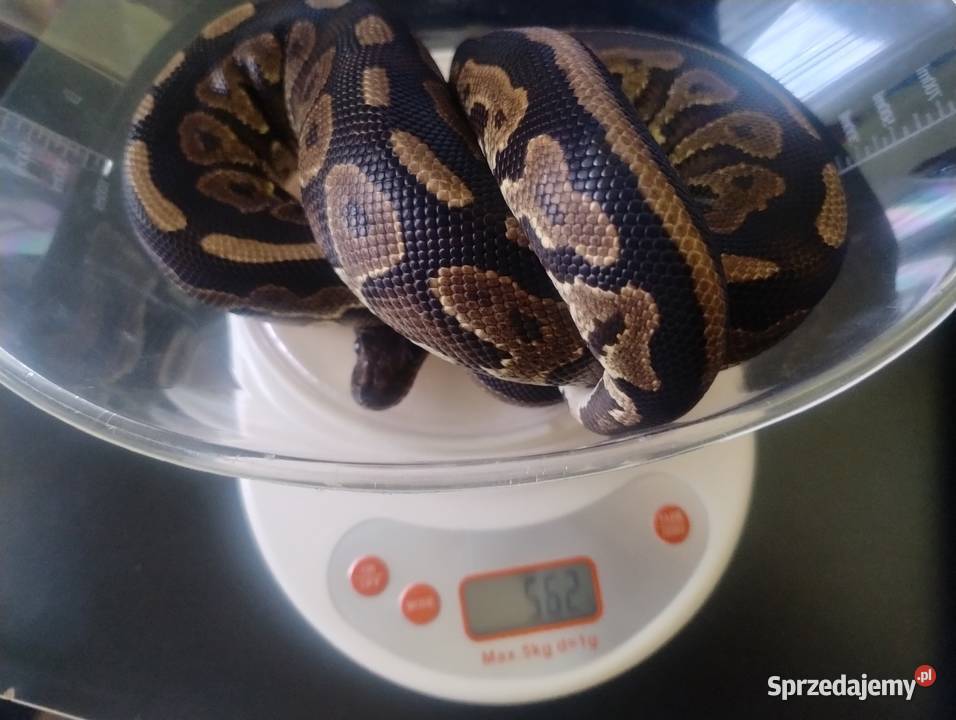 Samiec Pyton Królewski Black Pastel het Pied