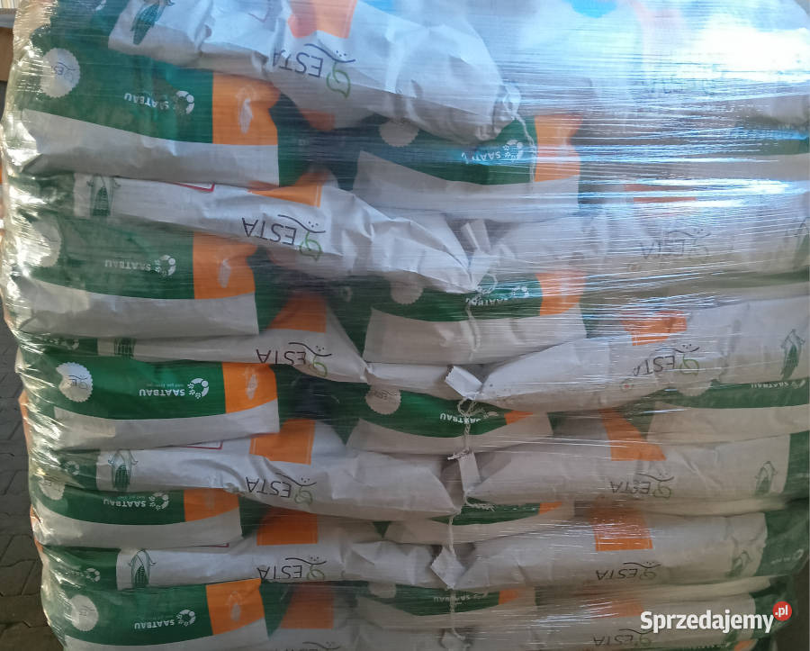 Materiał siewny kukurydza Casandro na ziarno Wieruszów