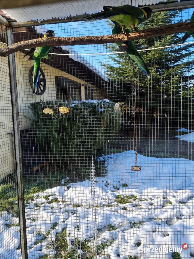 Krasnopiórki krageny kozy Kraków