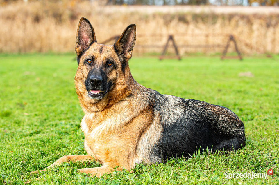 Owczarek Niemiecki Krótkowłosy Suczka FCI Częstochowa