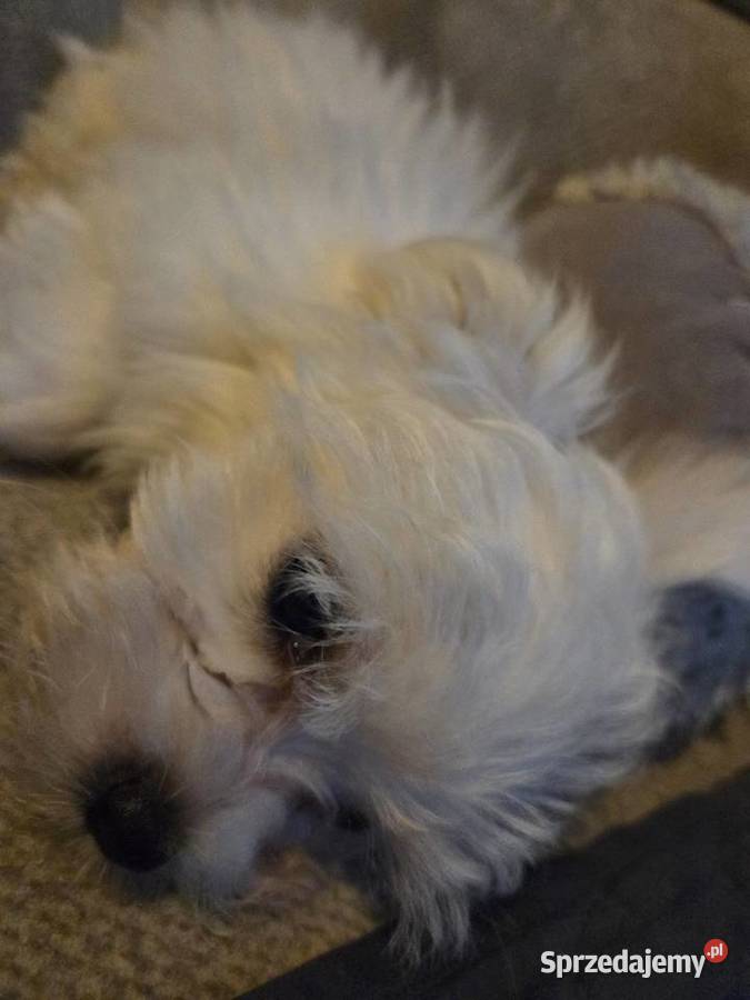 Piesek maltańczyk mazowieckie Warszawa