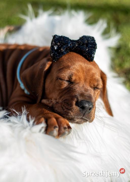 Rhodesian Ridgeback FCI ZKwP Gdańsk
