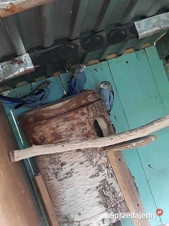 Rozelle bladogłowe 25r małopolskie Skała