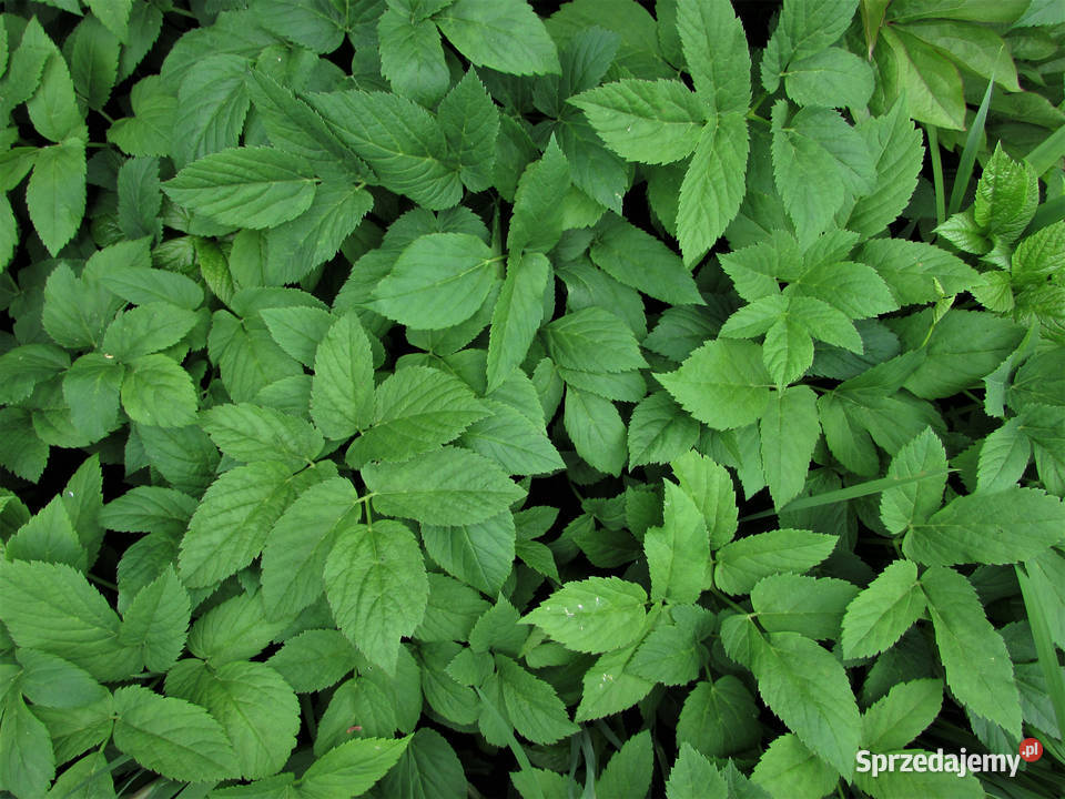PODAGRYCZNIK sadzonki SAMO ZDROWIE