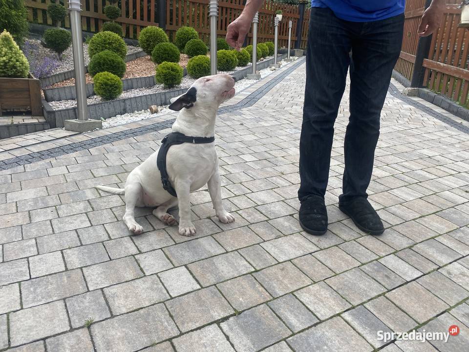 Sprzedam bulteriera małopolskie Rytro