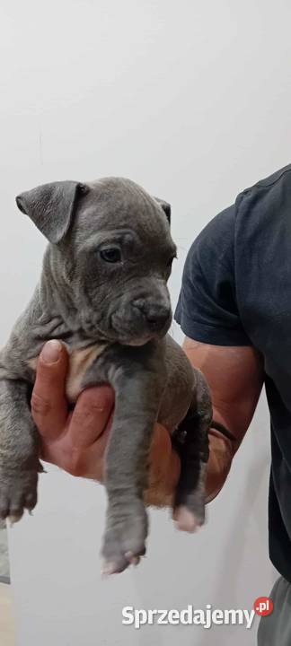 American Staffordshire Terrier Brzeg