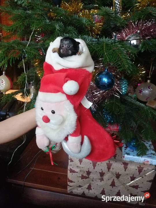 Tamarynka złotoręka ręcznie wykarmiona łódzkie Łódź sprzedam