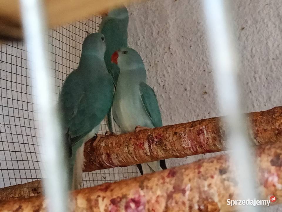 Aleksandretty Strzelce Opolskie