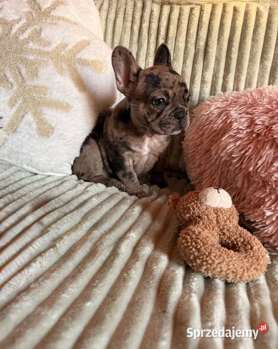 Buldog francuski Częstochowa