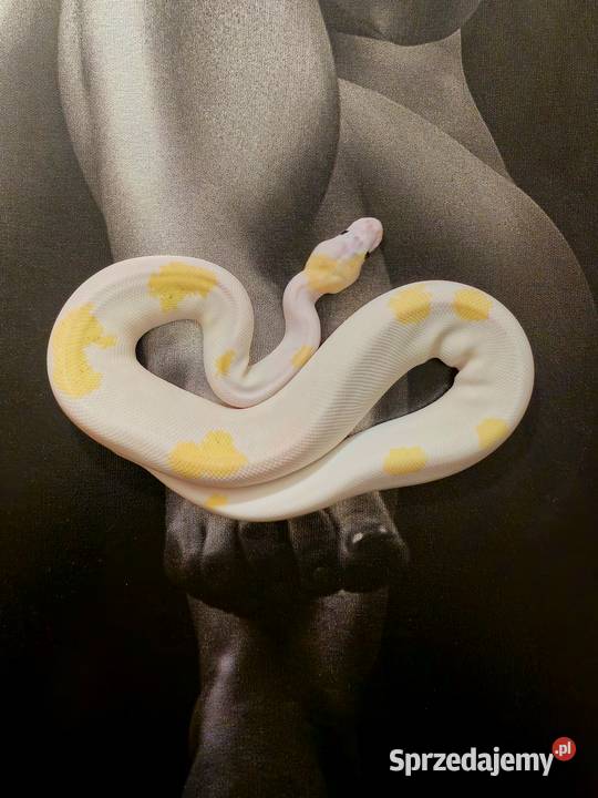 Pytony królewskie Python regius Rzeszów