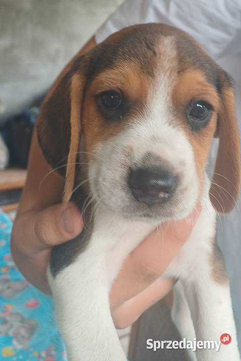 Beagle szczeniaki Beagle Piotrków Trybunalski