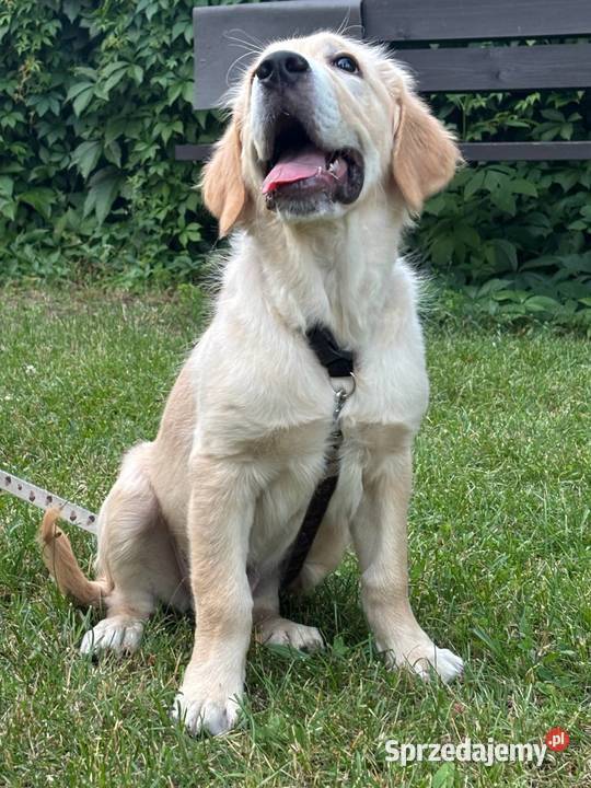 Szczeniak rasy Golden Retriever Golden Retriever wielkopolskie Września