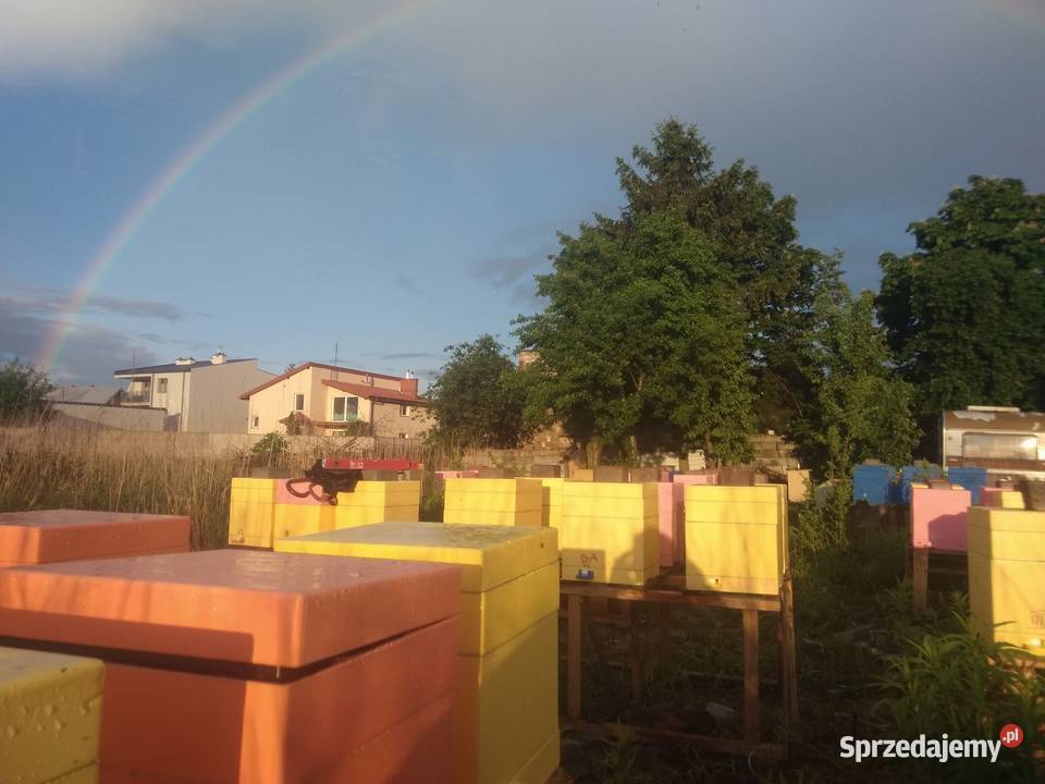 Matki pszczele HYG Odpornę na Warrozę Buckfast Zwierzęta