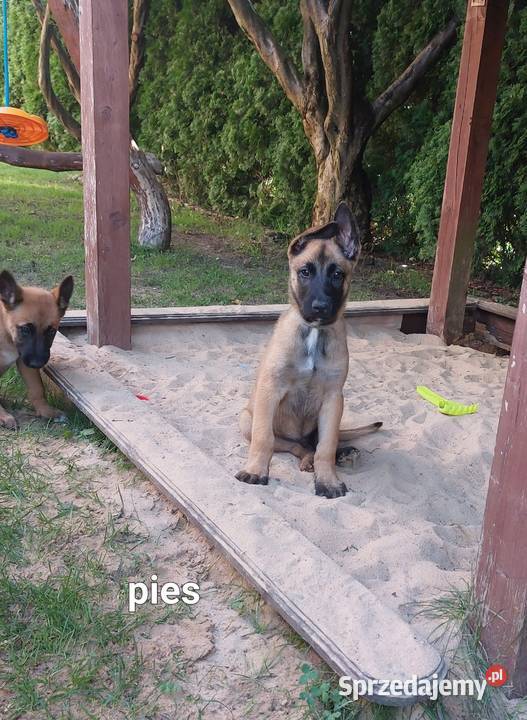 Owczarek belgijski malinois Szczeniaki Micigózd sprzedam