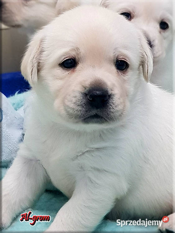 Biszkoptoweżółte szczenięta rasy Labrador Chynów