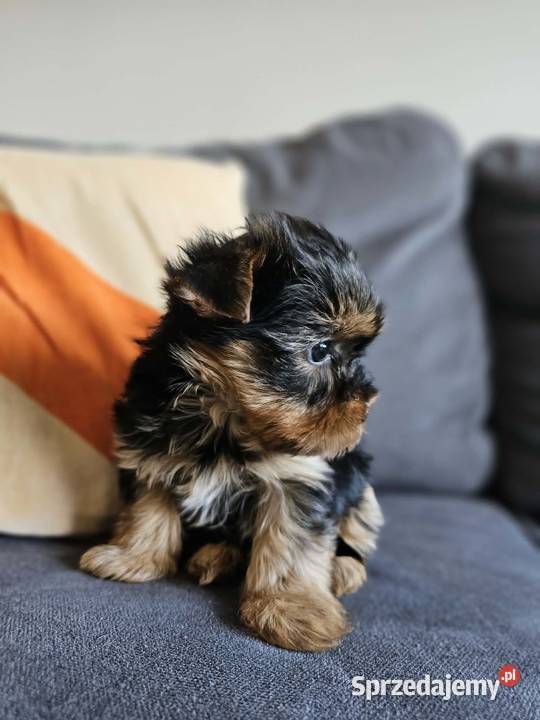 Suczka Yorkshireterrier Malutka Gotowa do zmiany Częstochowa