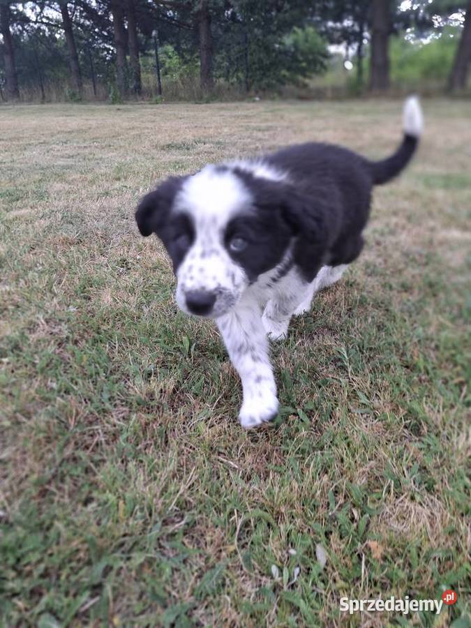 Szczeniaki border collie Pozostałe śląskie Mykanów