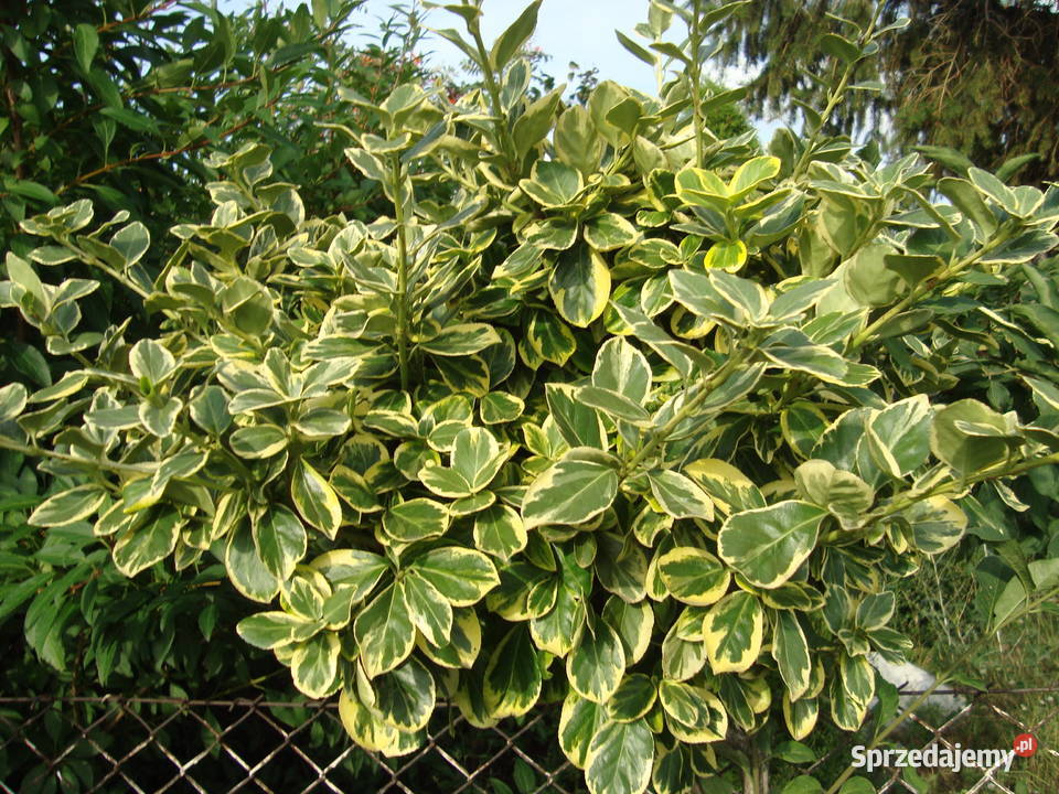 Trzmielina na pniu różne kolory i wysokości Sośnica sprzedam