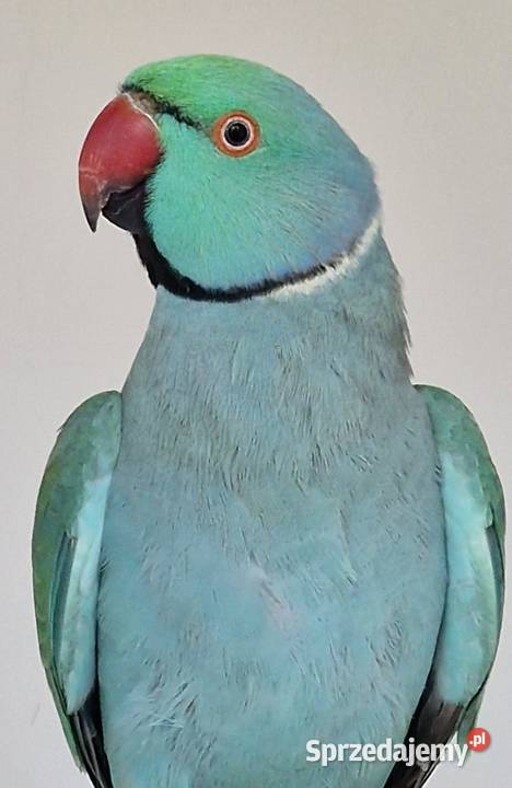 Aleksandretta obrożna łatwo się oswaja i można Poznań