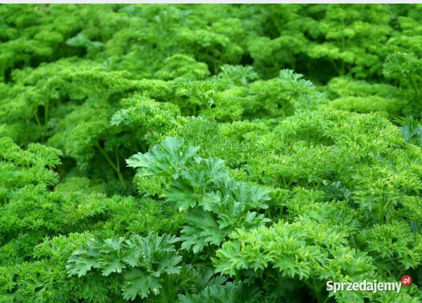 Pietruszka naciowa odrasta szybko ścięciu Kraków
