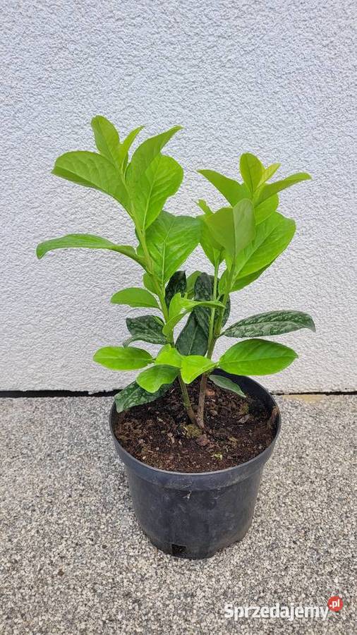 Laurowiśnia wschodnia Novita Liściaste Pogorzela