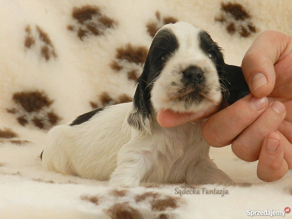 Cocker Spaniel Angielski Szczenięta z rodowodem sprzedam