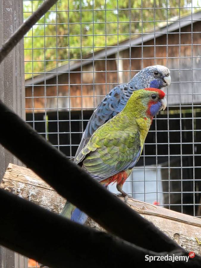 Sprzedam papugi Proszowice