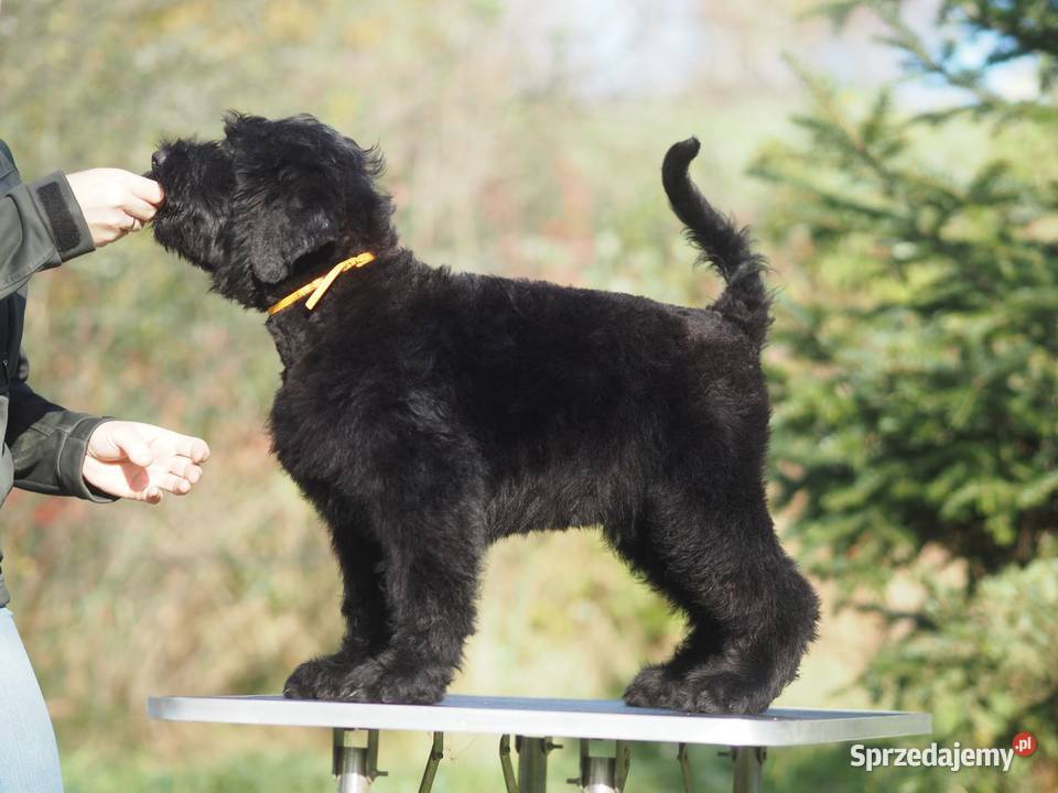 Czarny Terier Rosyjski szczenięta Zwycięzcy Św podkarpackie Rzeszów