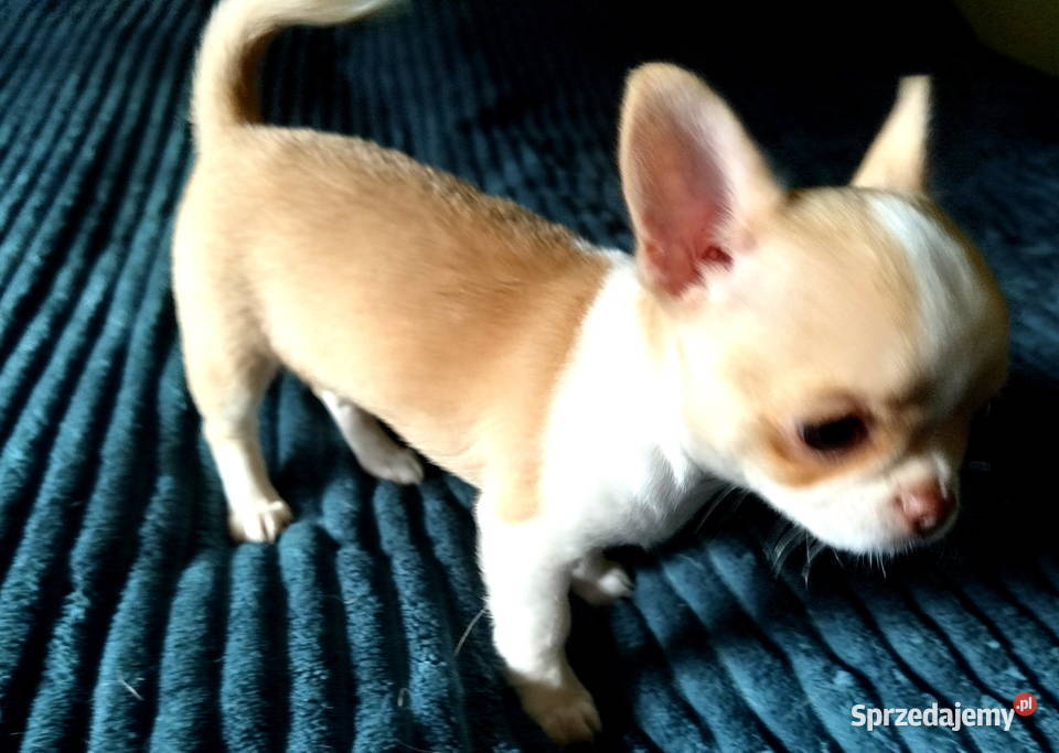 Chihuahua sunia krótkowłosa mini Chihuahua wielkopolskie Konin