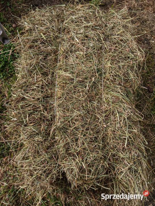 Siano W Kostkach Grodzisk Mazowiecki