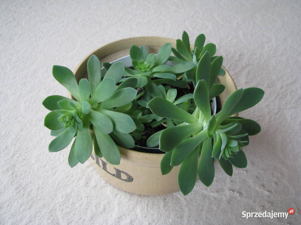 Aeonium piękny sukulent na taras do oranżerii Kaktusy i sukulenty Brzegi sprzedam
