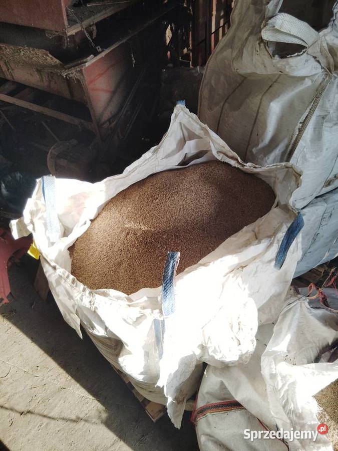 Żyto ozime mazowieckie