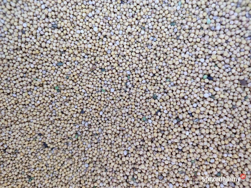 Gorczyca Zbiór 2025 Zwoleń