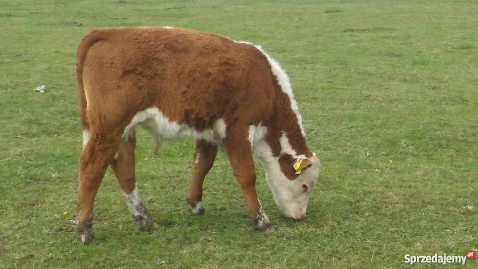 byczki 45 msc odsadki małe Hereford Łęg Baliński sprzedam