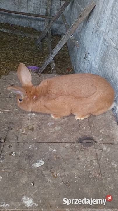 Sprzedam królika samice nowozelandzko Rabiany