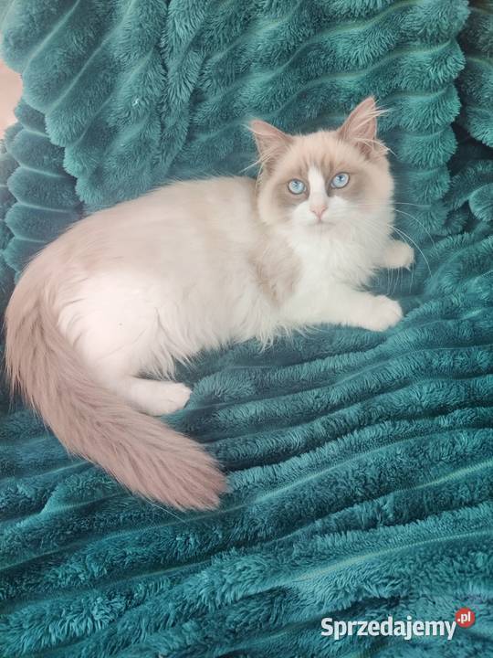 przytulaśna Kotka Ragdoll z międzynarodowym Boguchwała