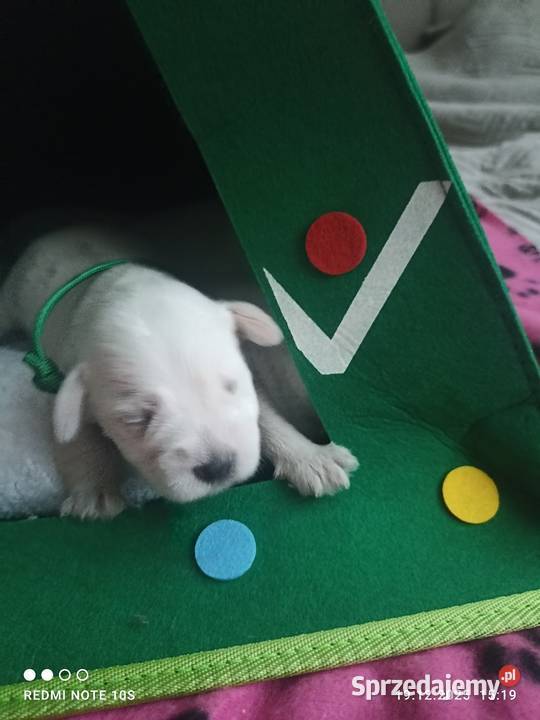 Sznaucerki szukają nowego domu Gniezno