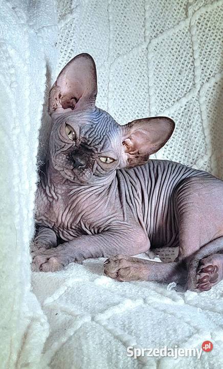 Kocurek Sfinks na Hodowle Warszawa
