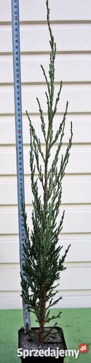 Jałowiec skalny Skyrocket sadzonki w doniczkach Rośliny wielkopolskie Tuczępy sprzedam