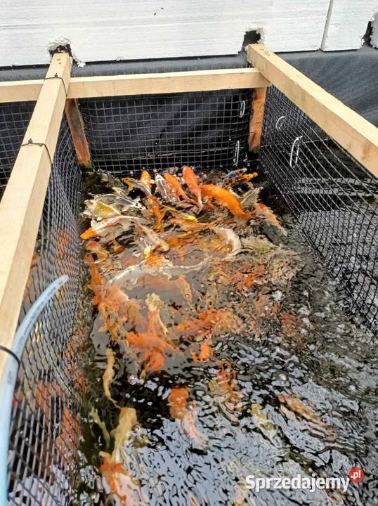 Karasie kolorowekarp koirybki do oczekzłota Łańcut sprzedam