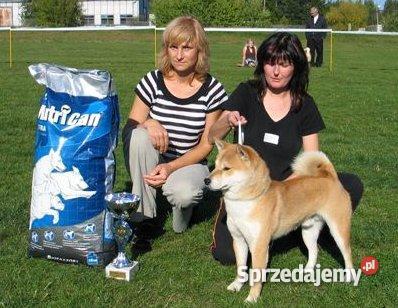 shiba inu szczenięta mazowieckie Marki sprzedam