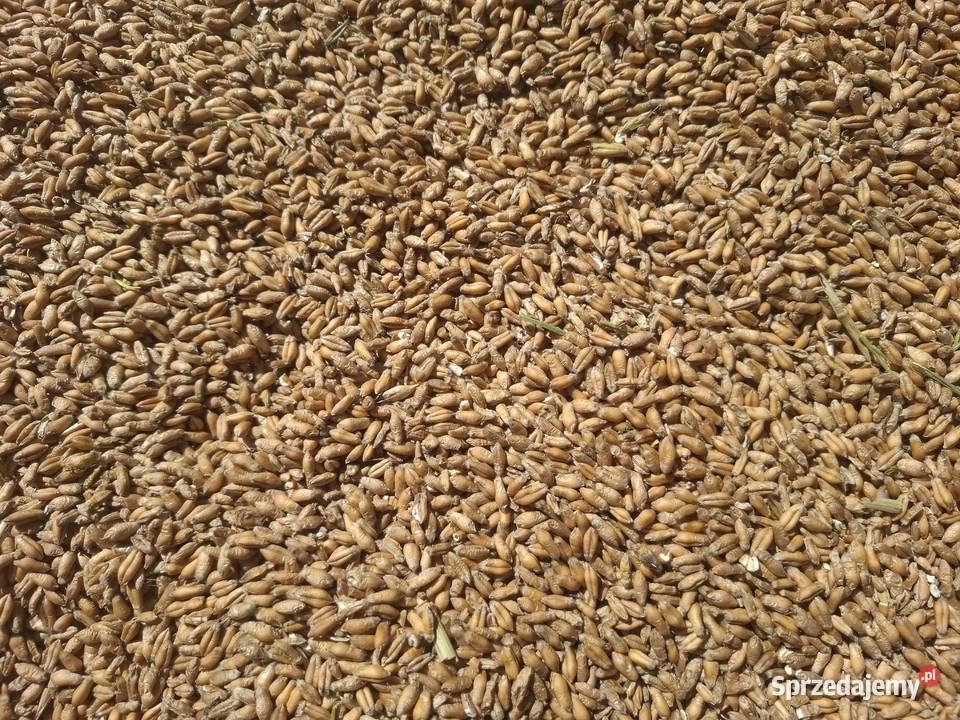 Pszenżyto PANASO Kramarzówka